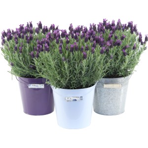 Drei Lavendel Anouk Pflanzen in Töpfen (lila, weiß, grau).