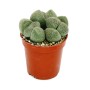 Exotenherz Pleiospilos Nelii (Lebender Stein) im braunen Topf.