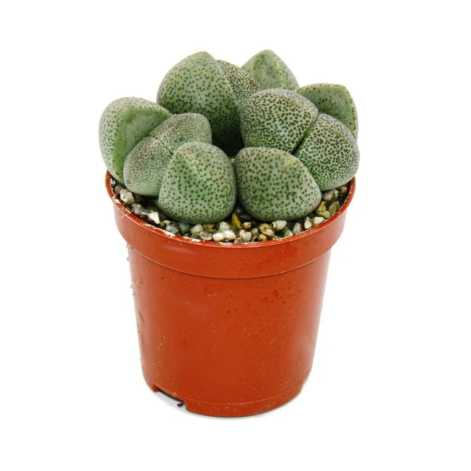 Exotenherz Pleiospilos Nelii (Lebender Stein) im braunen Topf.