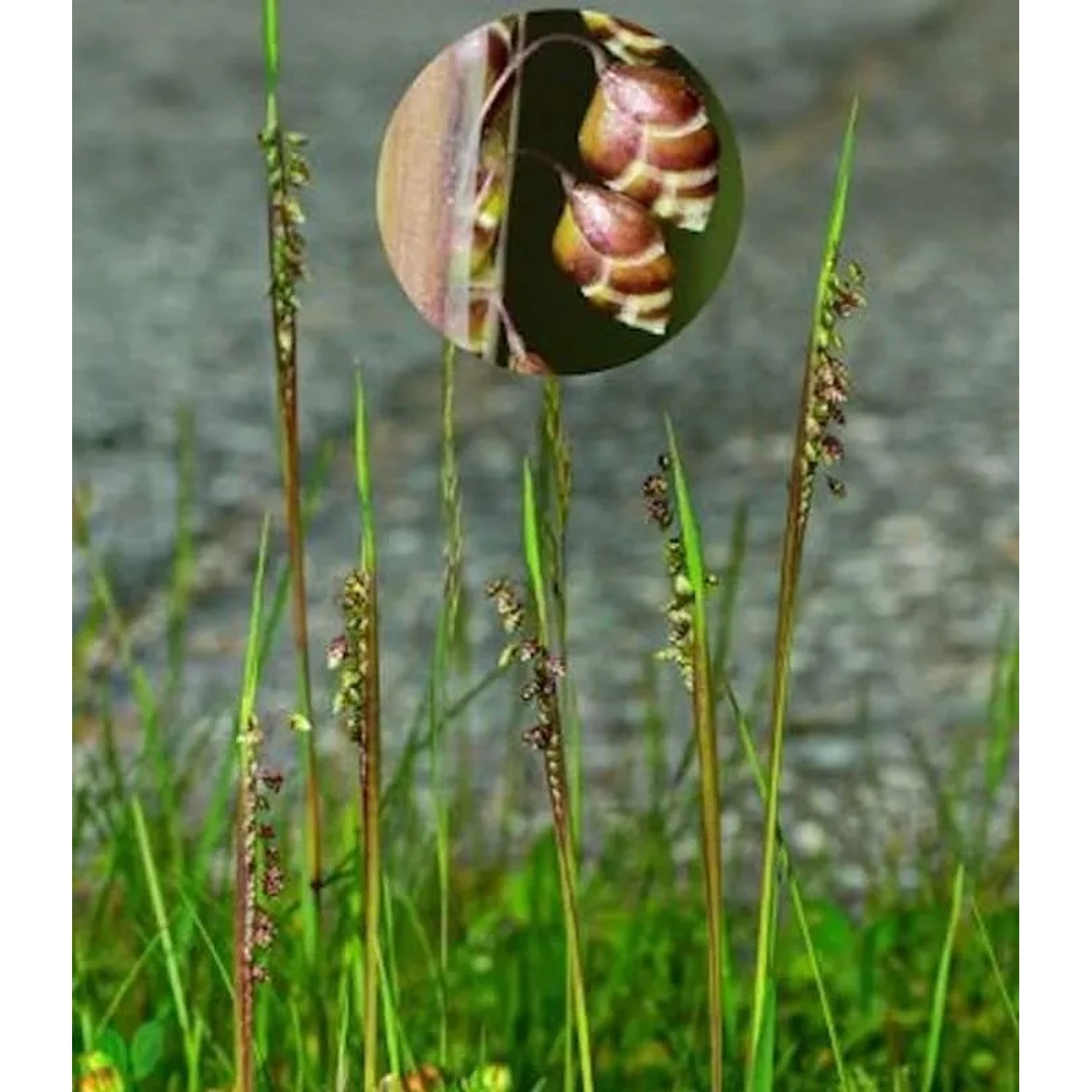 Zittergras - großer Topf - Briza media
