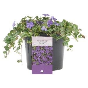 Kleinblättriges Immergrün (Vinca minor) im Topf, mit lila Blüten. Bodendecker für sonnige bis schattige Lagen.