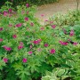 Armenischer Storchschnabel (Geranium Psilostemon) mit pinken Blüten im Gartenbeet.