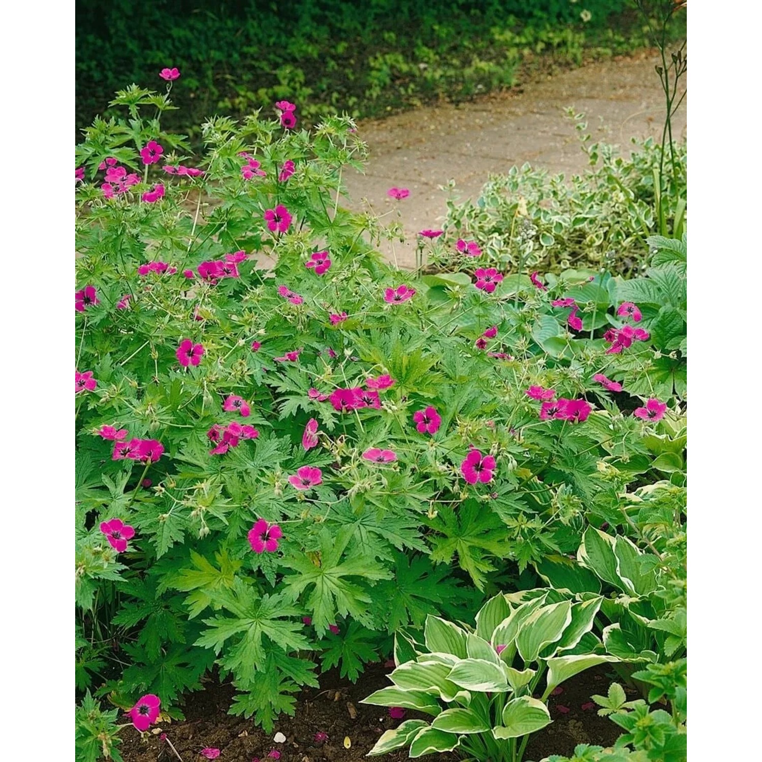 Armenischer Storchschnabel (Geranium Psilostemon) mit pinken Blüten im Gartenbeet.