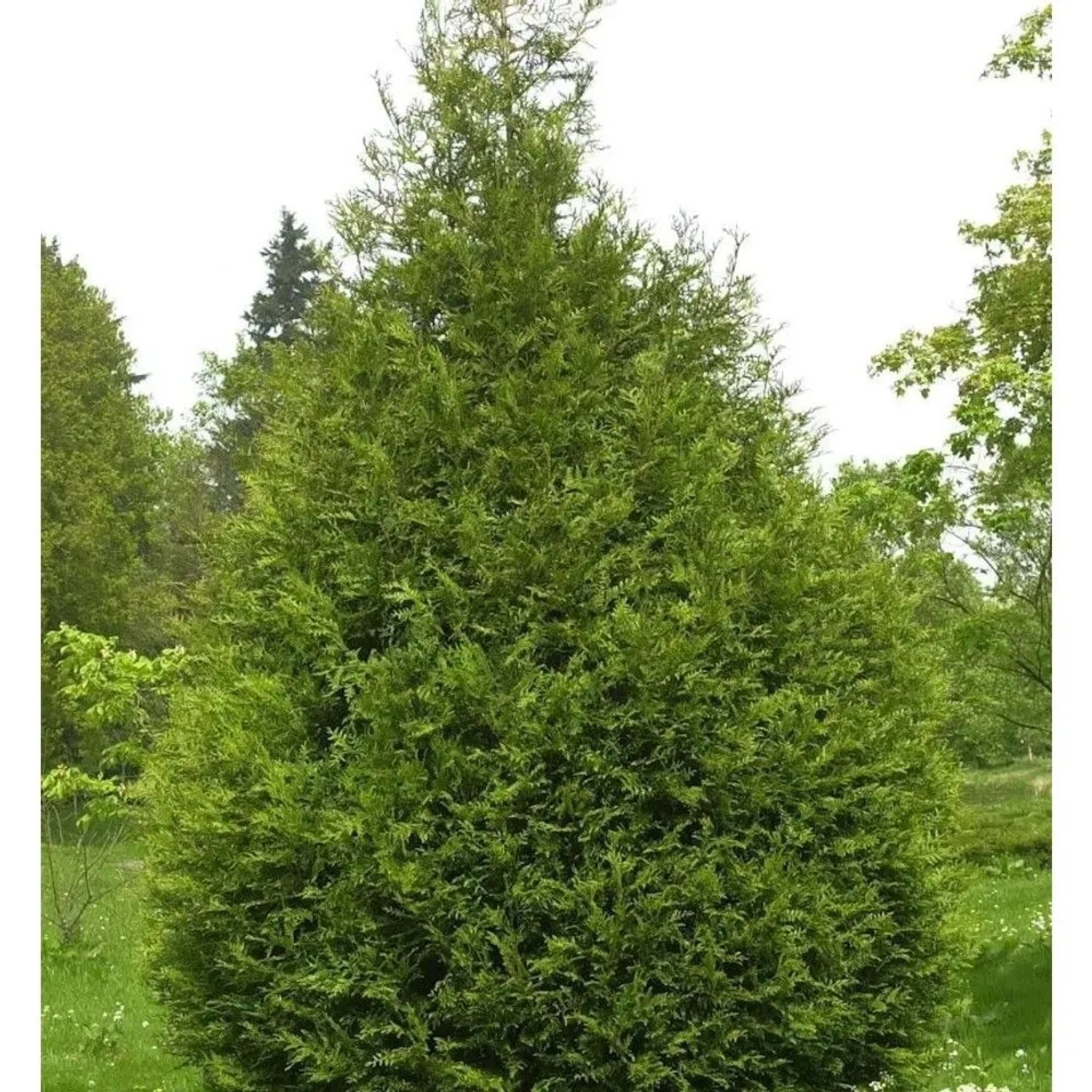 Riesen Lebensbaum Atrovirens 60-80cm - Thuja plicata