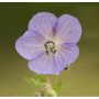 Nahaufnahme einer einzelnen, lila Storchenschnabel Kashmir Purple Blüte.