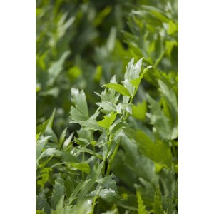 Frischer, grüner Liebstöckel (Levisticum officinale) im 9x9 cm Topf. Aromatische Staude für Kräutergarten.