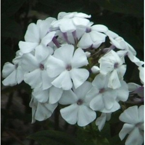 Nahaufnahme der weißen Blüten der Hohen Flammenblume (Phlox paniculata).