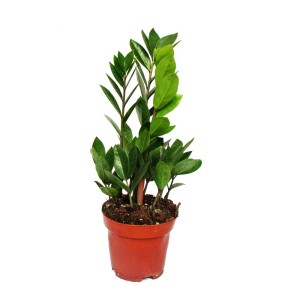 Zamioculcas im 12cm Topf: Exotische Zamio Palme, pflegeleichter Zimmerfarn mit grünen Blättern.