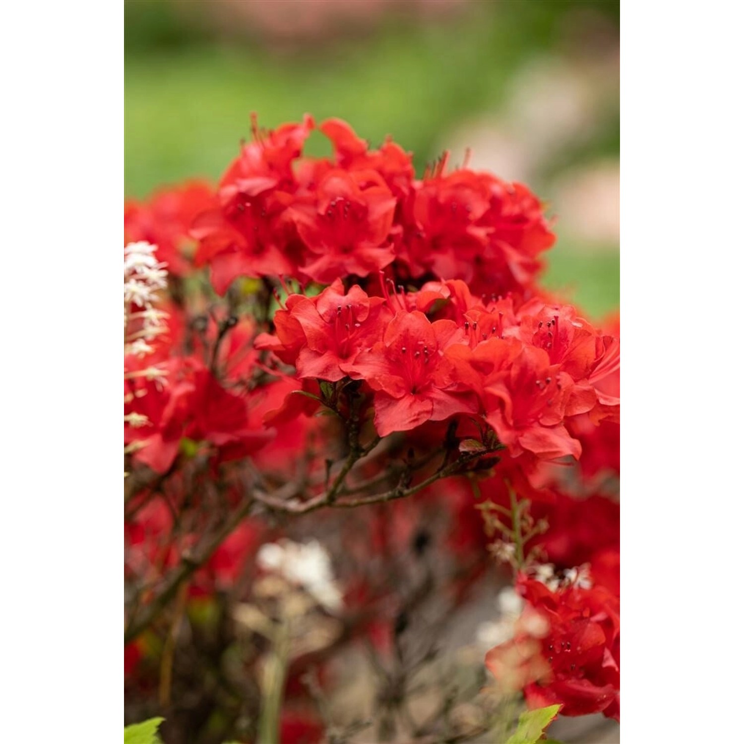 Rhododendron Obtusum Maraschino Azalee Rot 25–30 cm günstig online kaufen