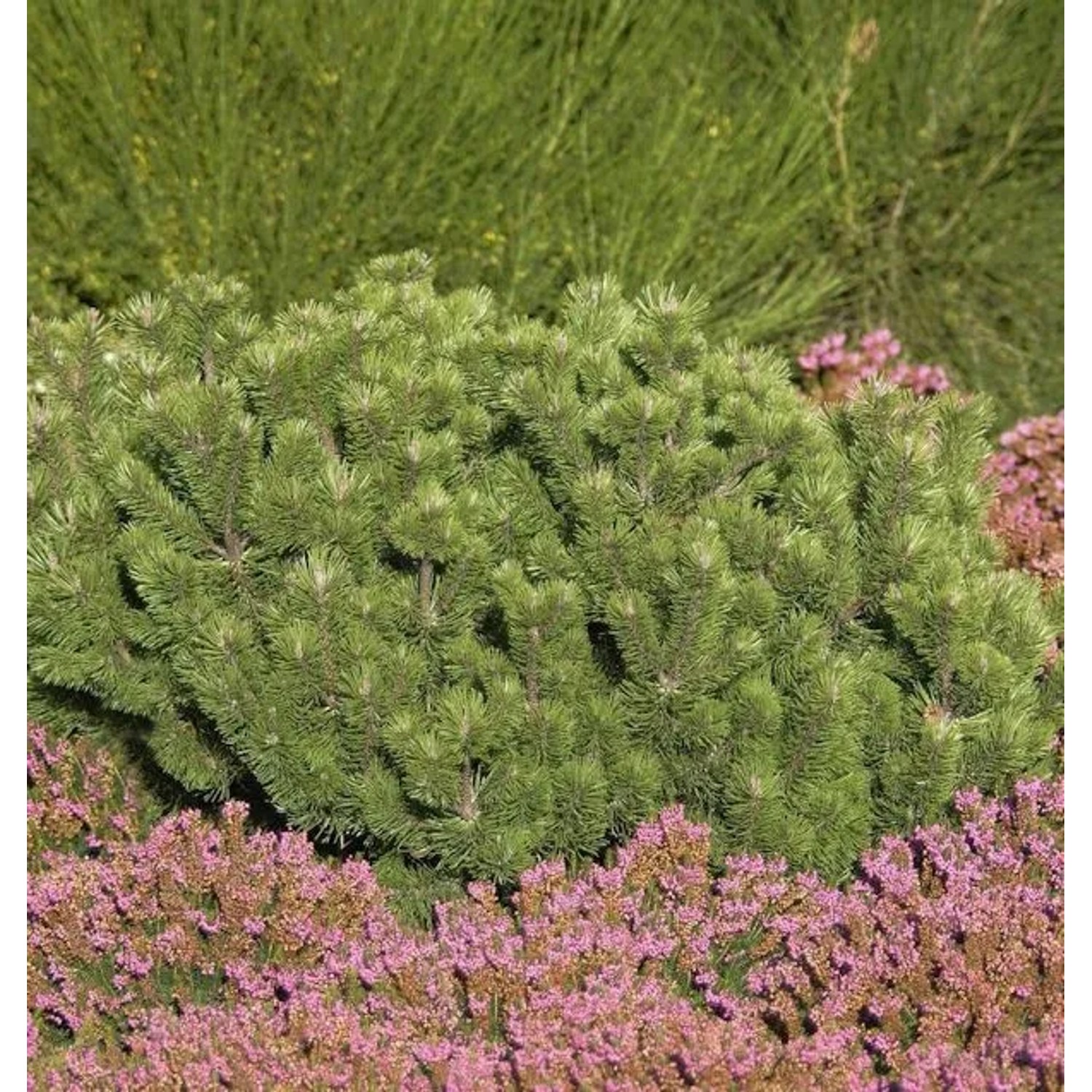 Krummholz Kiefer 20-25cm - Pinus mugo mughus