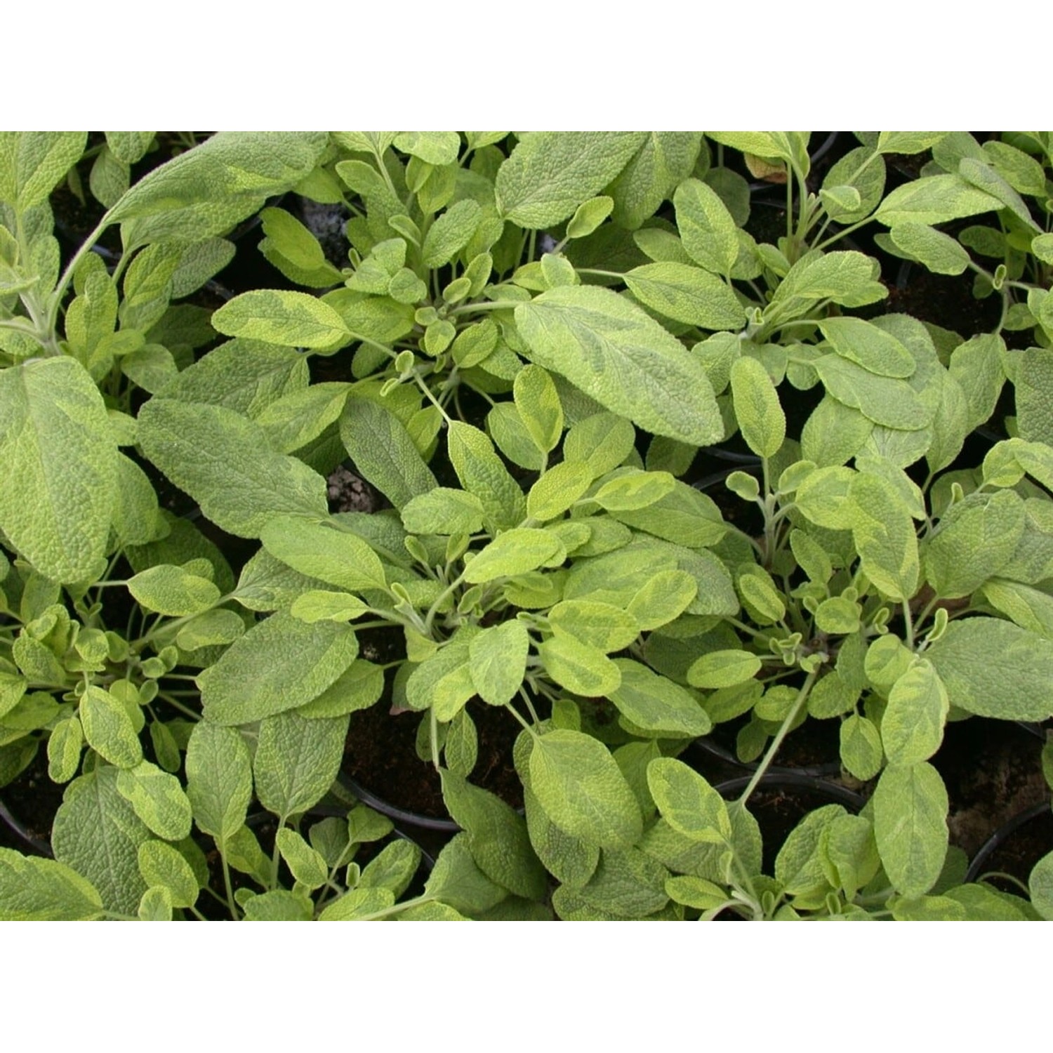Salvia Officinalis Icterina Echter Salbei Ca. 9x9 cm Topf günstig online kaufen