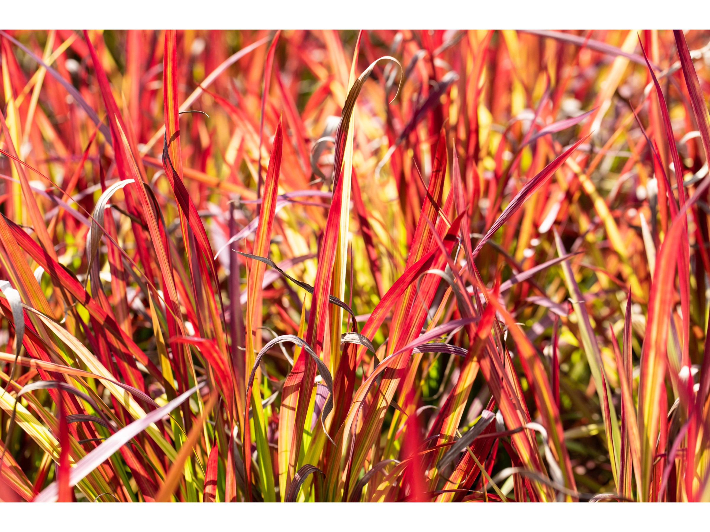 Spetebo Dekogras, Künstliches Japanisches Blutgras, 105 Cm Hoch - Täuschend Echte Zimmerpflanze Ohne Pflege Spetebo Dekogras, Künstliches Japanisches Blutgras, 105 Cm Hoch - Täuschend Echte Zimmerpflanze Ohne Pflege
