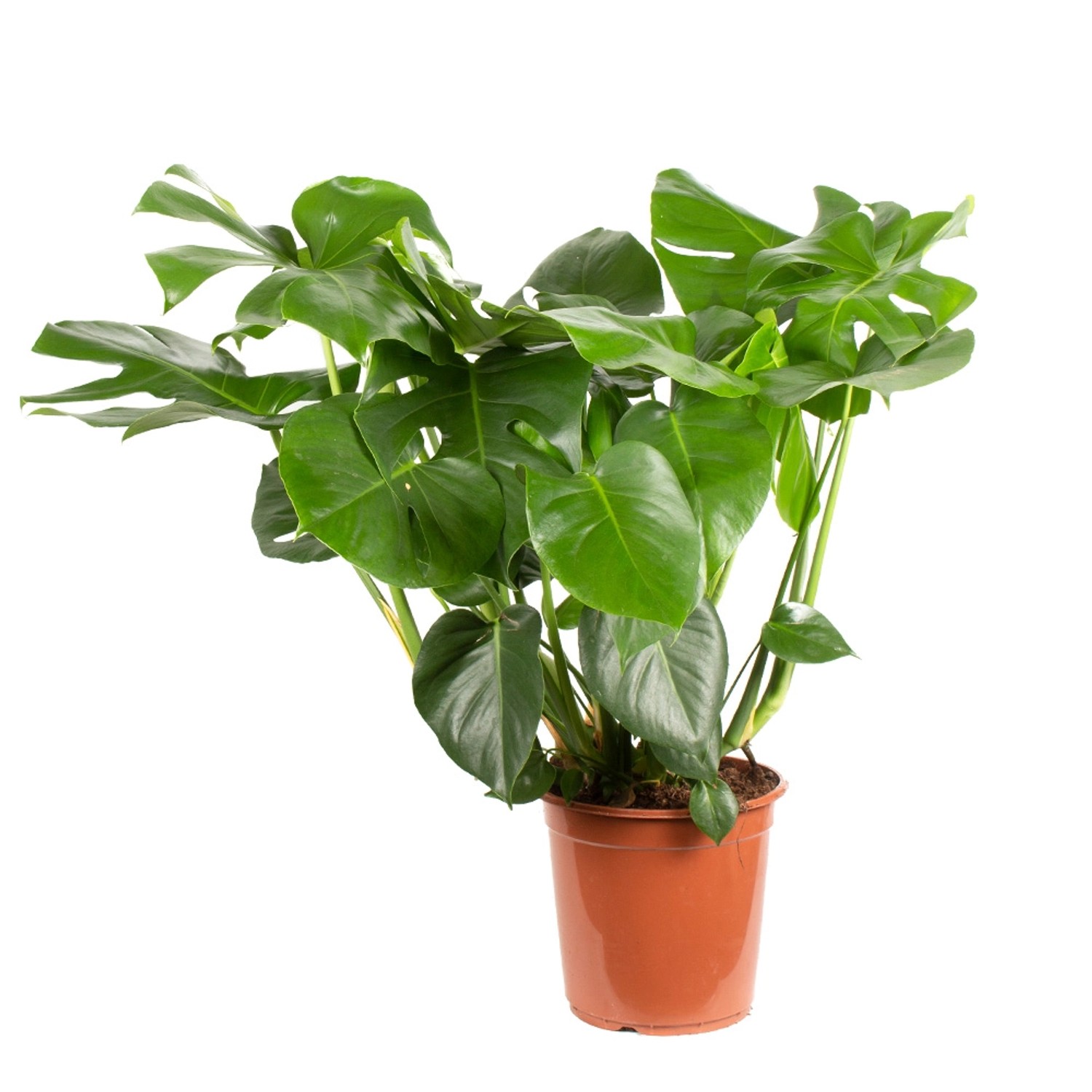 Monstera Deliciosa XL Zimmerpflanze Höhe ca. 85 cm  Topf-ø 21 cm Fensterblatt