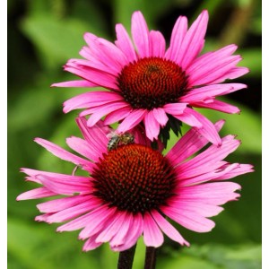 Sonnenhut Vintage Wine - Echinacea purpurea