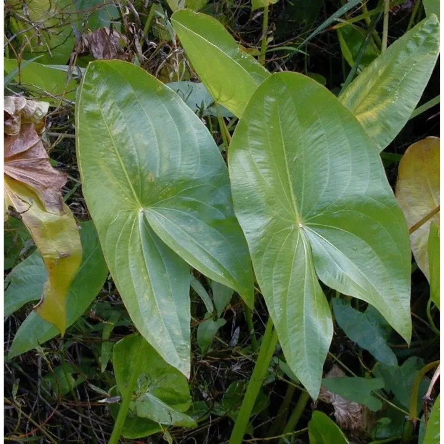 Bleitblättriges Pfeilkraut - Sagittaria,atifolia
