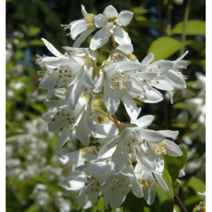 Nahaufnahme des Hohen Sternchenstrauchs (Deutzia magnifica) mit weißen Blüten.