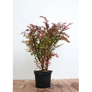Berberitze 'Atropurpurea' im Topf, 60-80 cm hoch, rote Blätter, ideal als Heckenpflanze.