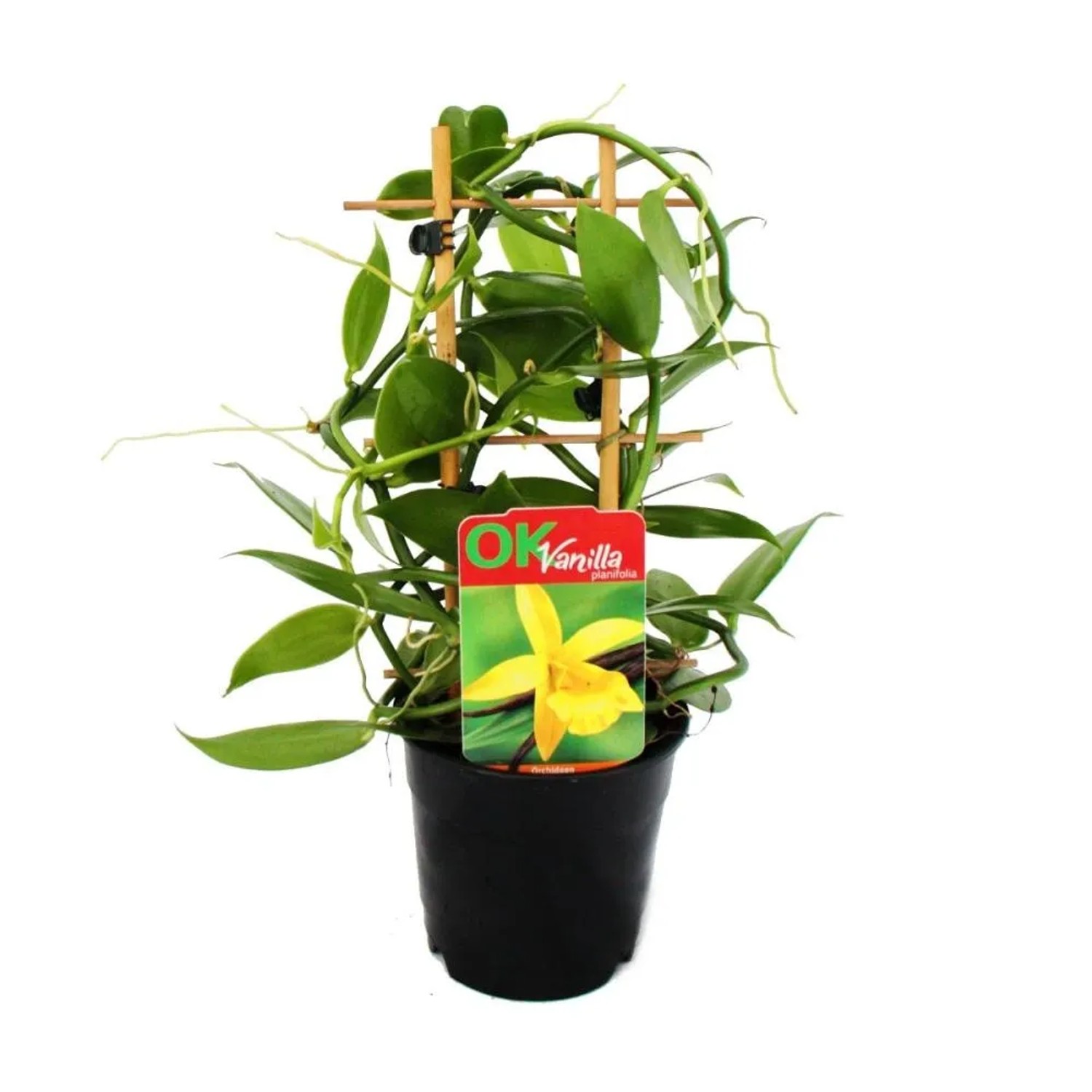 Exotenherz Vanilla Planifolia Kletterorchidee Echte Vanille Pflanze am Spalier 11cm Topf