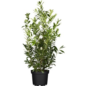 Kirschlorbeer Caucasica im Topf, ca. 60-80 cm hoch, ideal als Heckenpflanze & Sichtschutz.