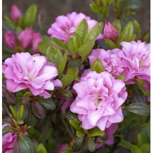 Japanische Azalee Rosinetta mit zartrosa Blüten und grünen Blättern.