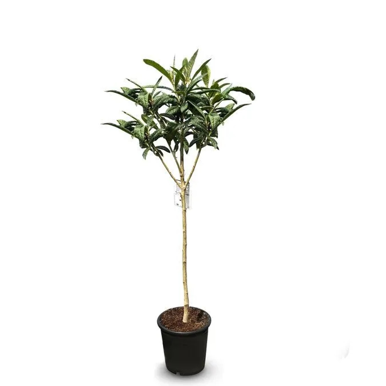 Sunny-Tree Japanische Wollmispel  Eriobotrya Japonica  Mispel 150cm Mispero  Argelino - A+