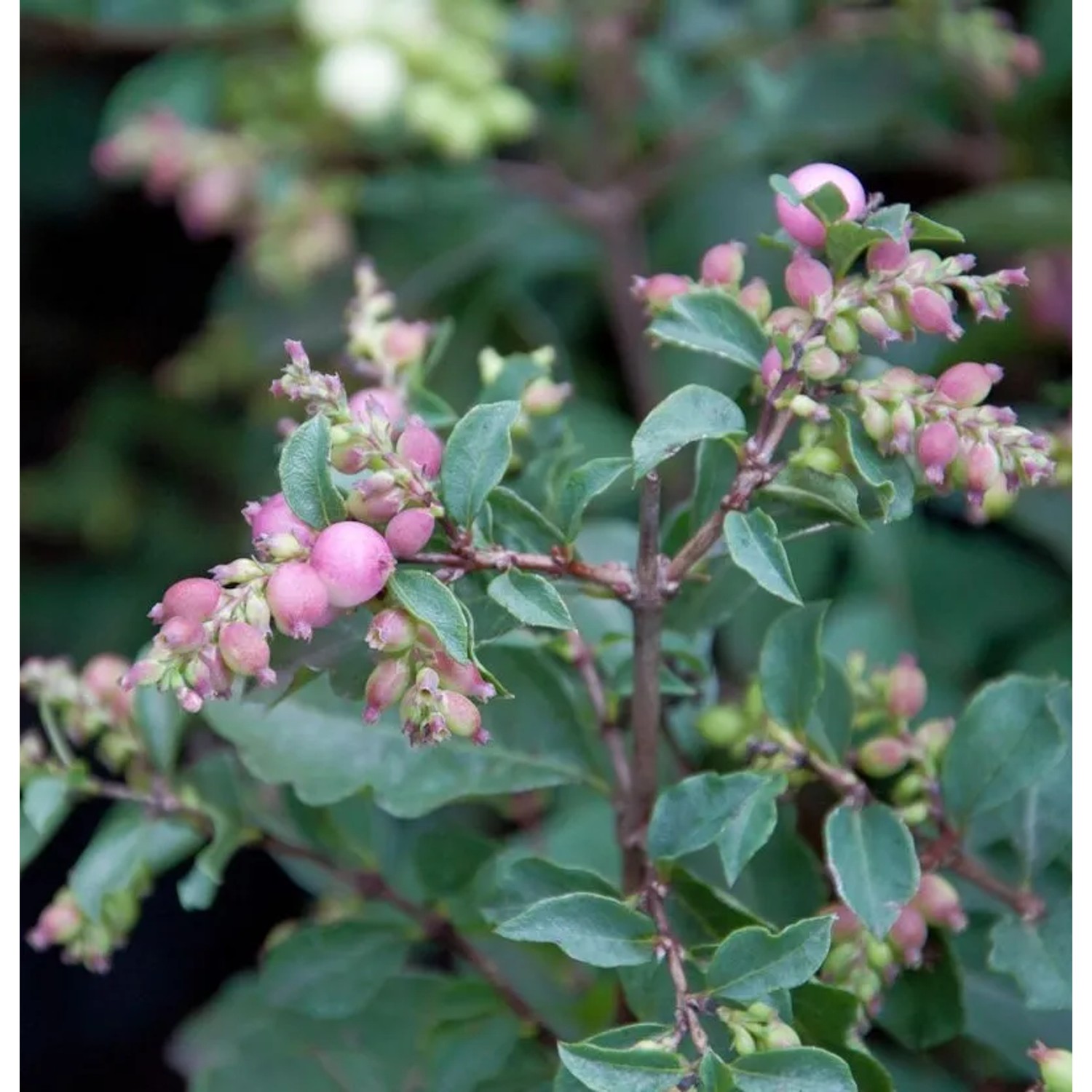 Amethystbeere Magical Candy 30-40cm - Symphoricarpos doorenbosii