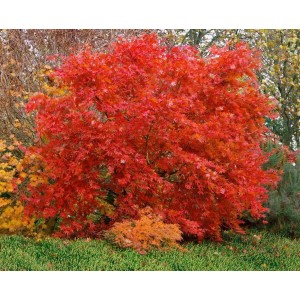Leuchtend roter Japanischer Ahorn (Acer Palmatum Aka Shigitatsu Sawa) im Garten.