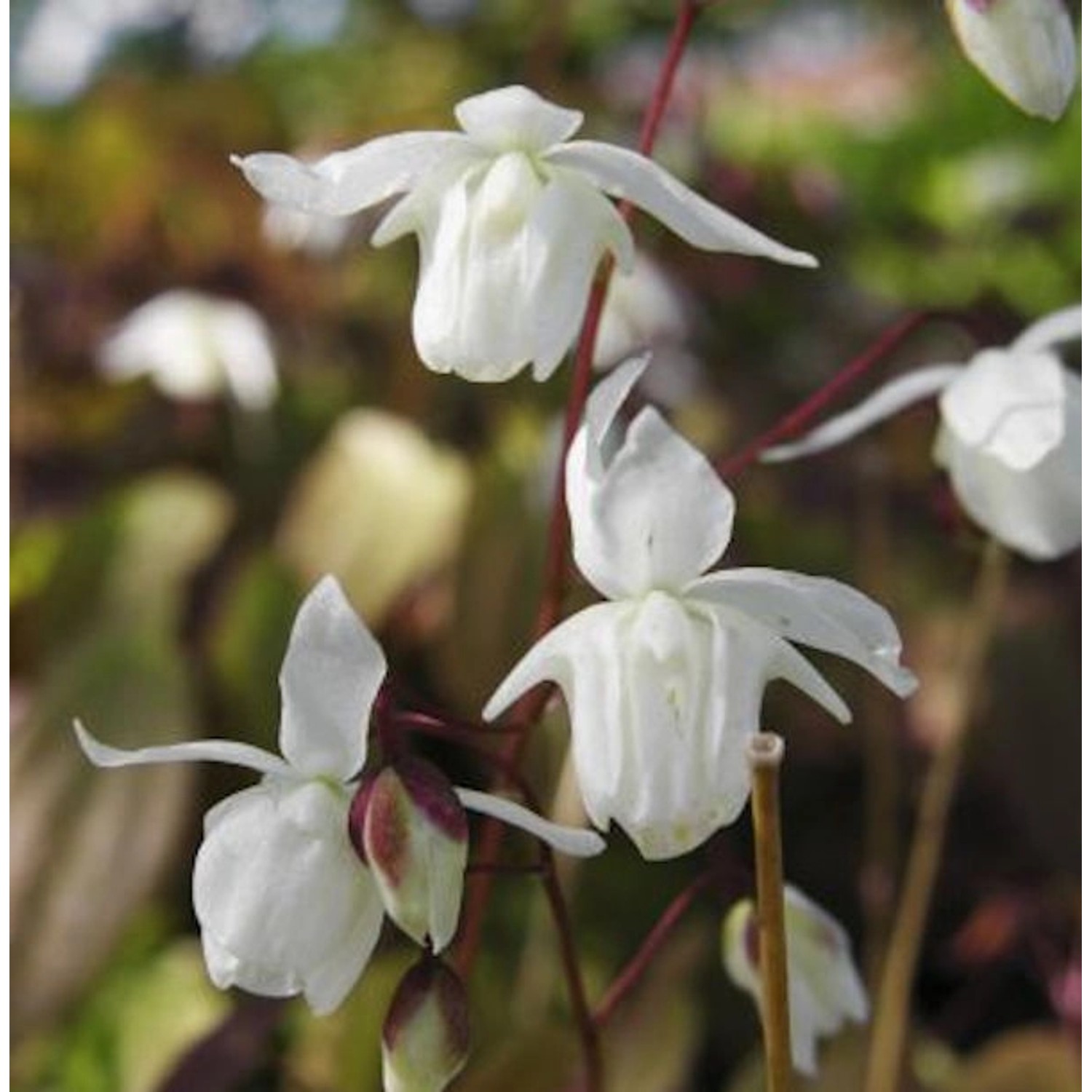 Elfenblume Nanum - Epimedium grandiflorum günstig online kaufen