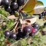 Schwarze Apfelbeere Nero (Aronia melanocarpa) mit reifen, dunklen Beeren.