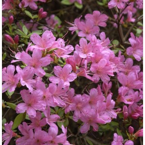 Nahaufnahme der rosa Blüten einer Japanischen Azalee (Rhododendron obtusum) im Garten.
