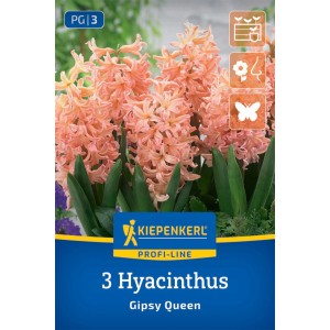 Kiepenkerl Hyazinthe Gipsy Queen: Lachsfarbene Blütenstände mit grünen Blättern.