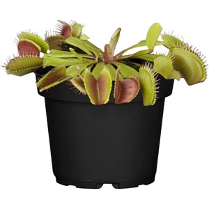 Venusfliegenfalle im Topf, fleischfressende Pflanze mit Fangblättern, Topf-Ø ca. 12 cm.