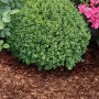 Rindenmulch Kiefer Mix als Bodenabdecker um eine grüne Pflanze. Schützt vor Unkraut und ist dekorativ im Garten.