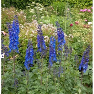 Blühender, hoher Rittersporn 'Sommernachtstraum' im Gartenbeet.