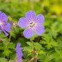 Blauer Himalaya Storchschnabel (Geranium) mit filigranen Blüten im 9x9 cm Topf.
