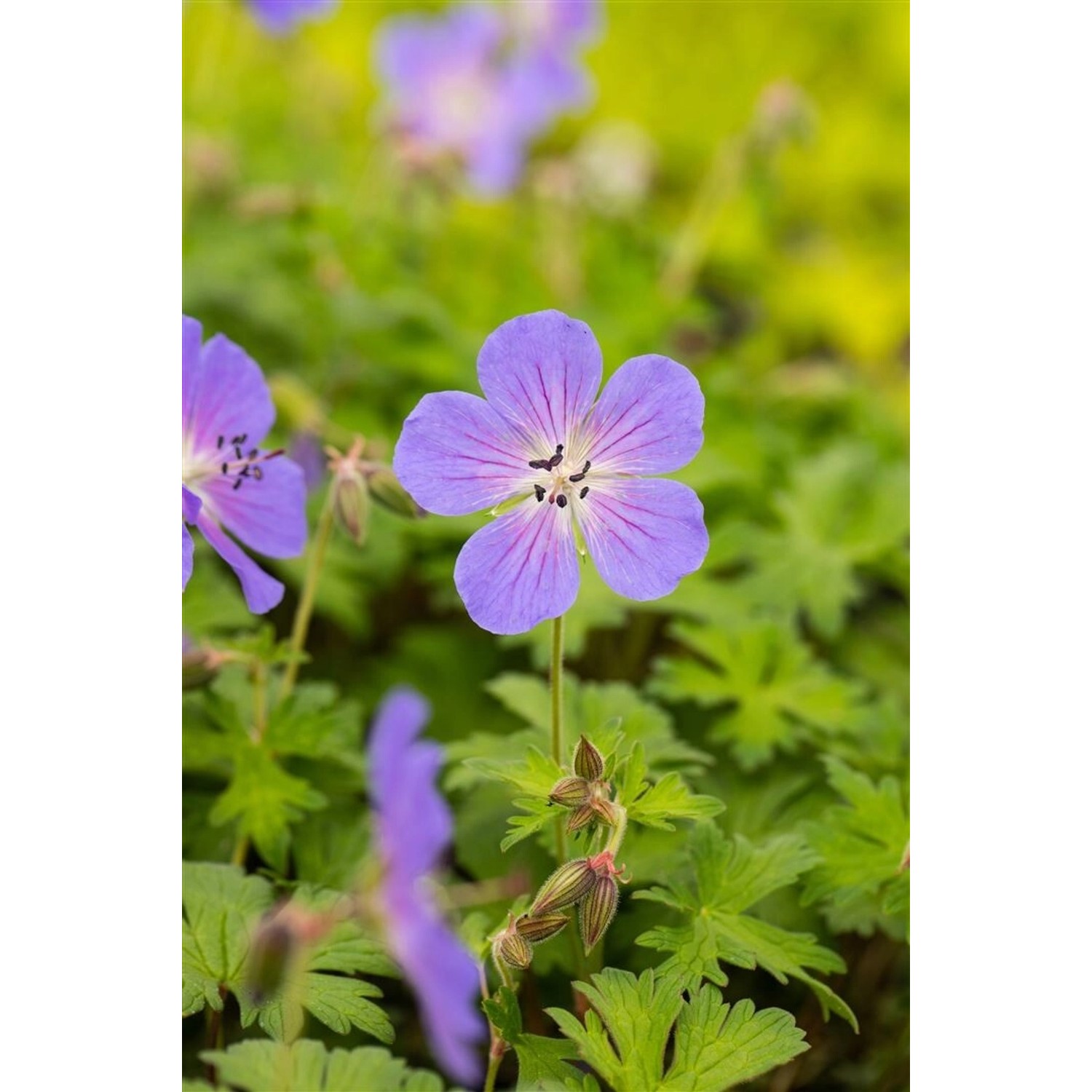 Geranium Himalayense Baby Blue Himalaya Storchschnabel Ca. 9x9 cm Topf günstig online kaufen