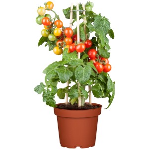 Balkontomate im Topf mit Rankhilfe, rote und gelbe Früchte.