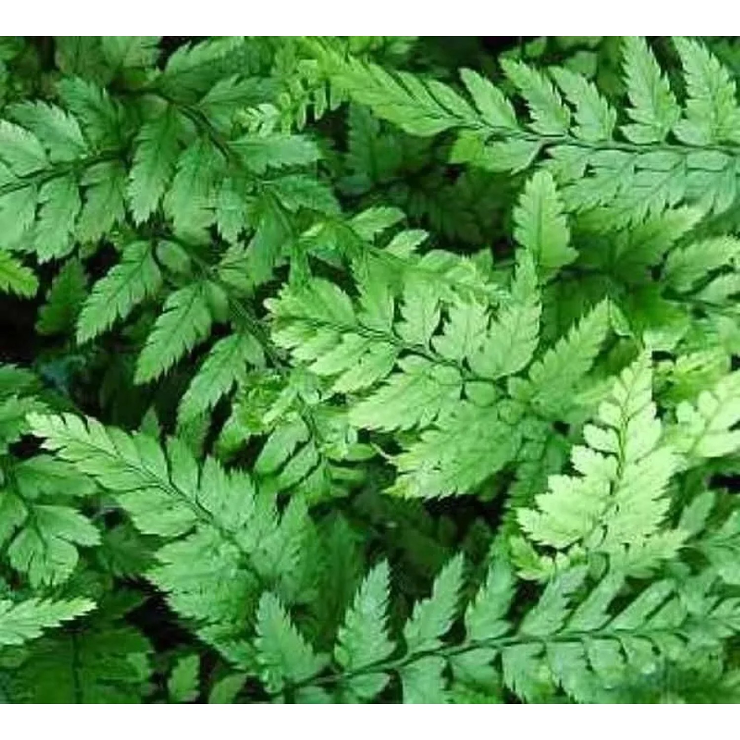 Schmaler Schildfarn - Polystichum tsus simense