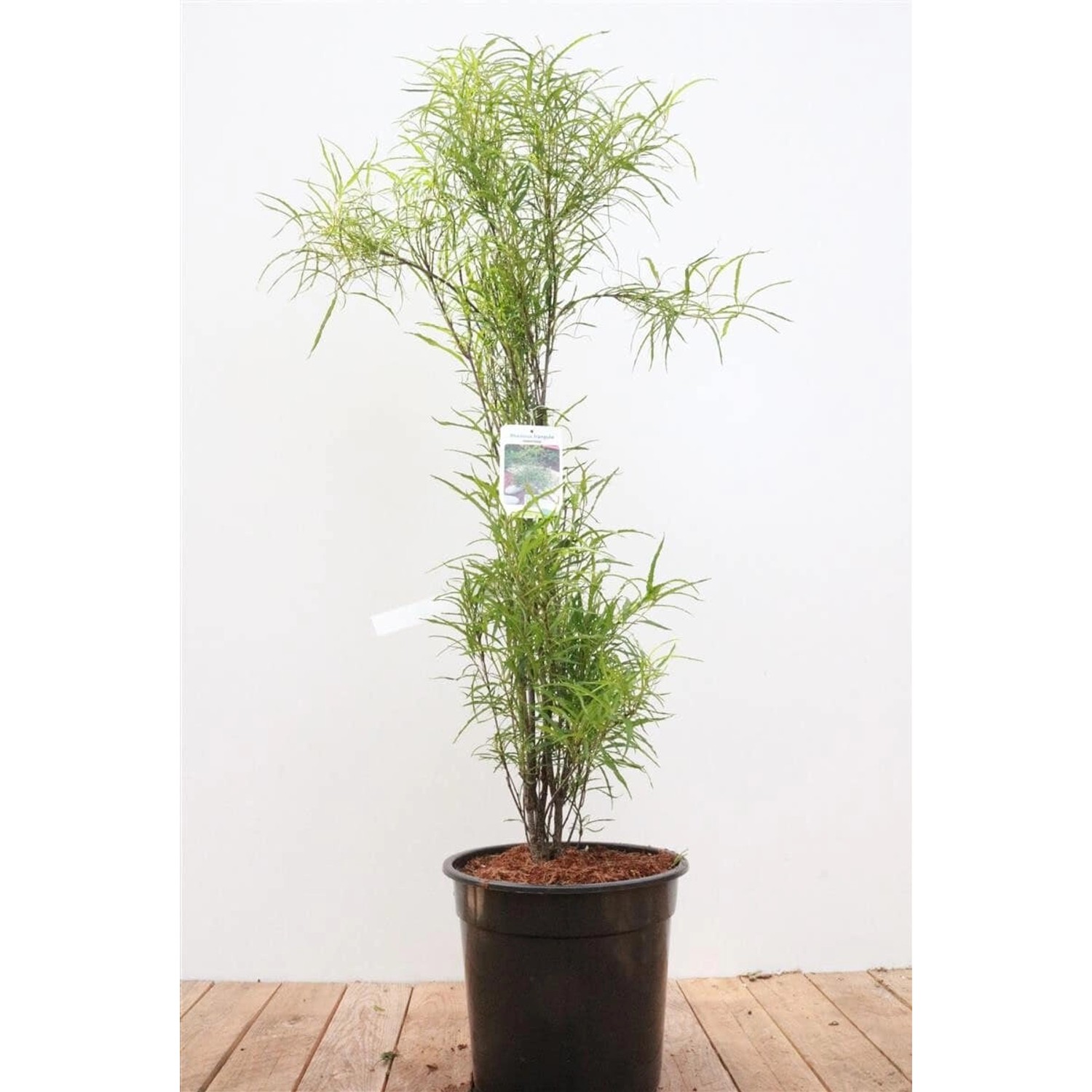 Rhamnus Frangula Fine Line -R- Schmalblättrig 60–80 cm günstig online kaufen