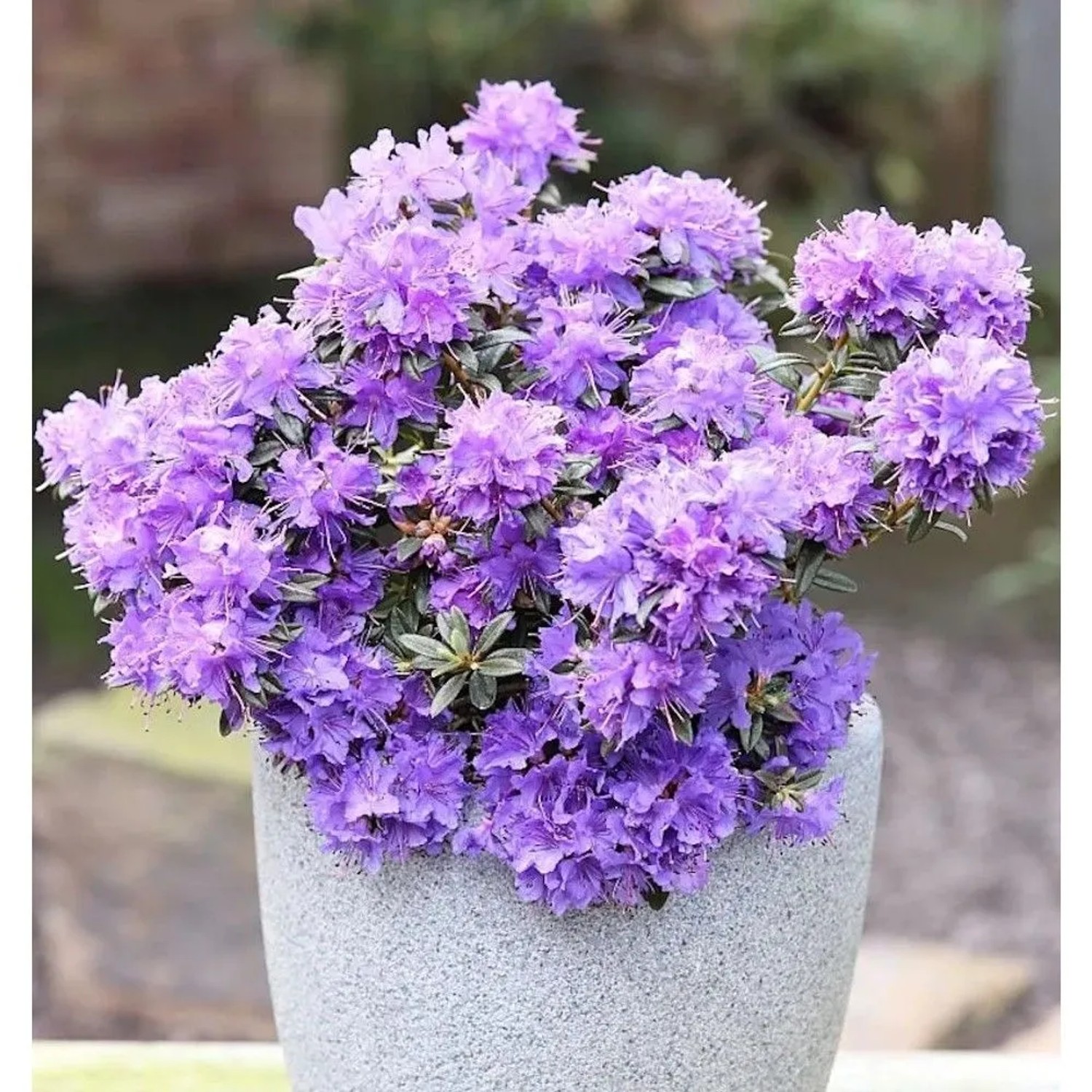 Zwerg Rhododendron Ronny 20-25cm - Rhododendron impeditum - Zwerg Alpenrose