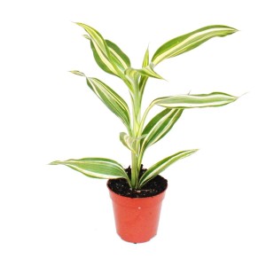 Exotenherz Minipflanze Drachenbaum (Dracaena Sanderiana) im 5,5cm Topf.