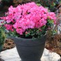 Buxartige Japanische Azalee 'Anouk' im Topf, rosa Blüten. Zwerg Alpenrose, Strauch.