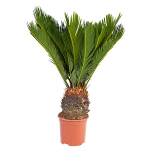 Japanischer Palmfarn (Cycas Revoluta) im 14cm Topf, eine exotische Zimmer- und Gartenpflanze.
