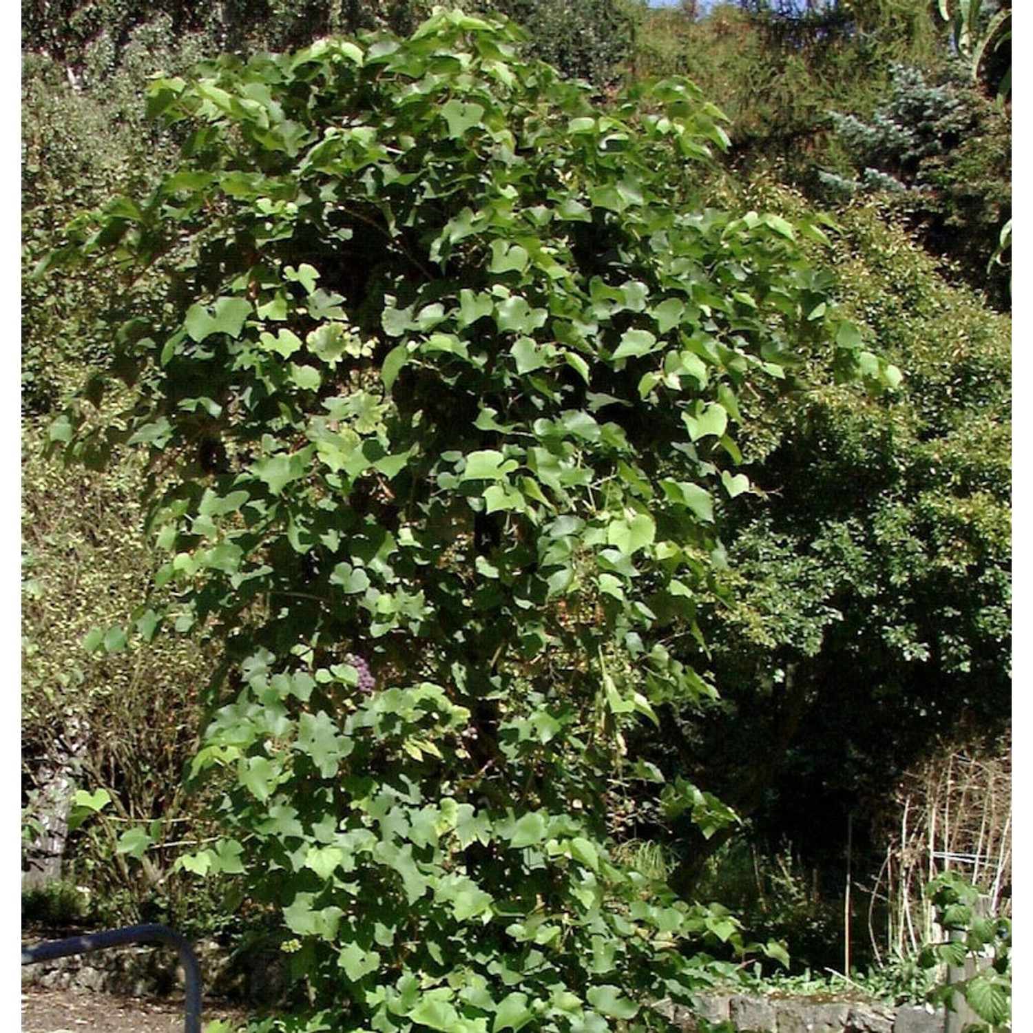 kernlose Weinrebe Himrod 80-100cm - Vitis günstig online kaufen