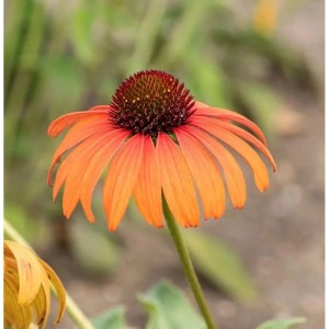 Orangefarbener Sonnenhut (Echinacea purpurea) der Sorte Arts Pride im Detail.