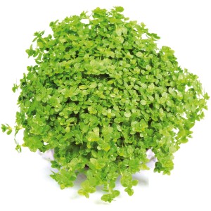 Dennerle Aquariumpflanze Hemianthus Callitrichoides Cuba, eine grüne Vordergrundpflanze.