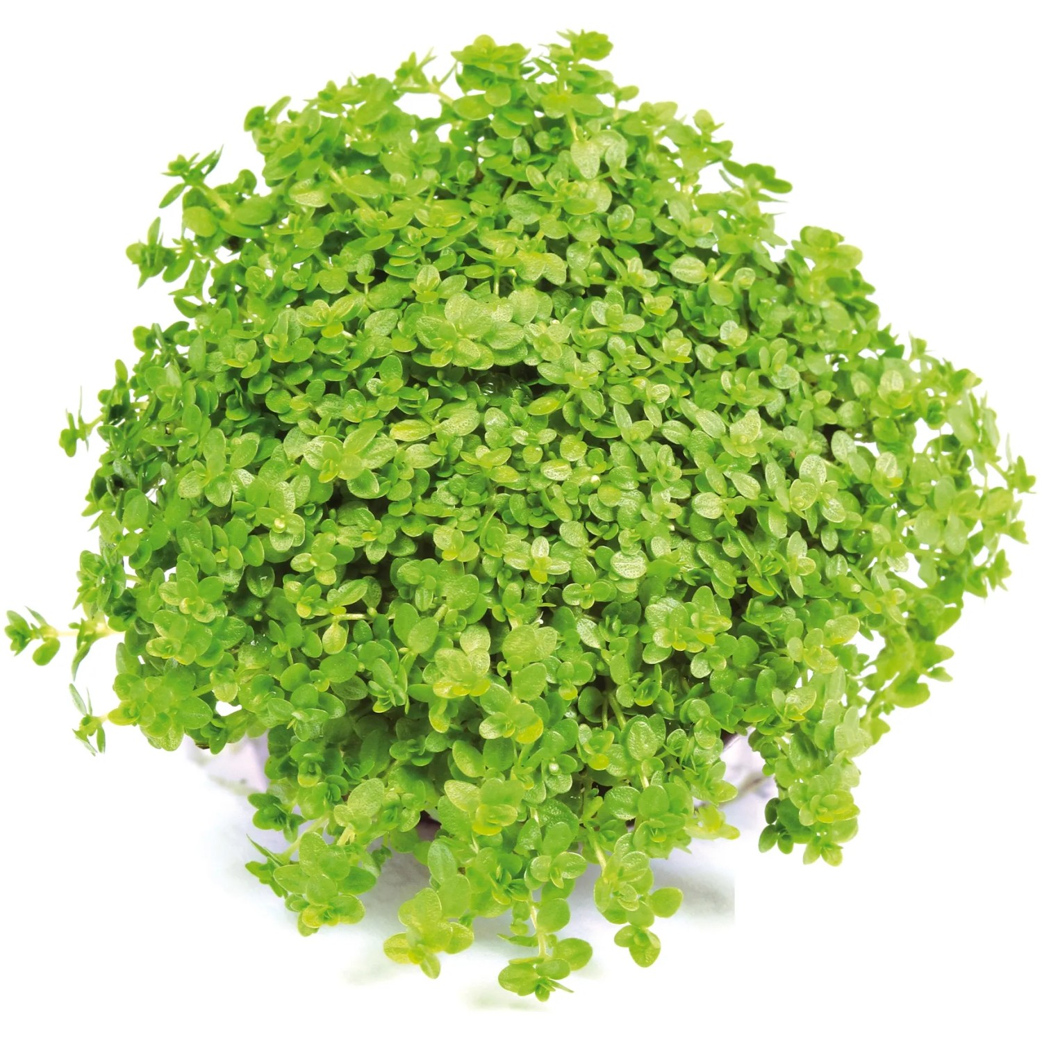 Dennerle Plants Aquariumpflanze Hemianthus Callitichoides Cuba