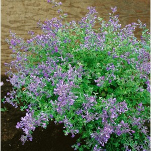 Blühende Katzenminze 'Kit Cat' im 9x9 cm Topf. Lavendelblaue Blüten und graugrünes Laub.