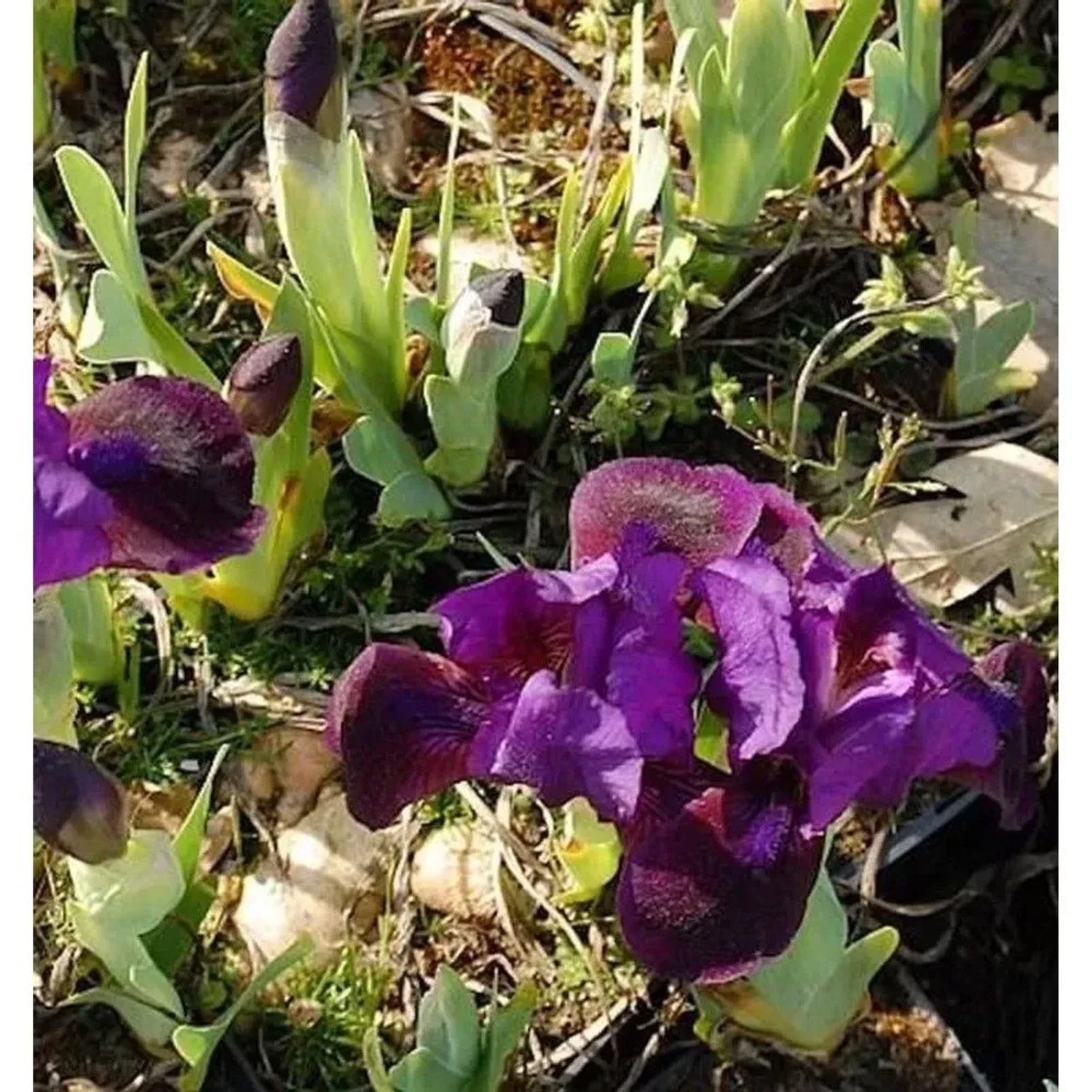 Zwergschwertlilie Little Shadow - Iris barbata