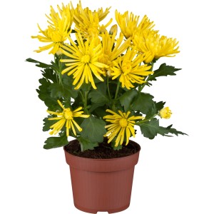 Gelbe Herbst-Chrysantheme Spider im Topf, eine dekorative Balkon- und Terrassenpflanze.
